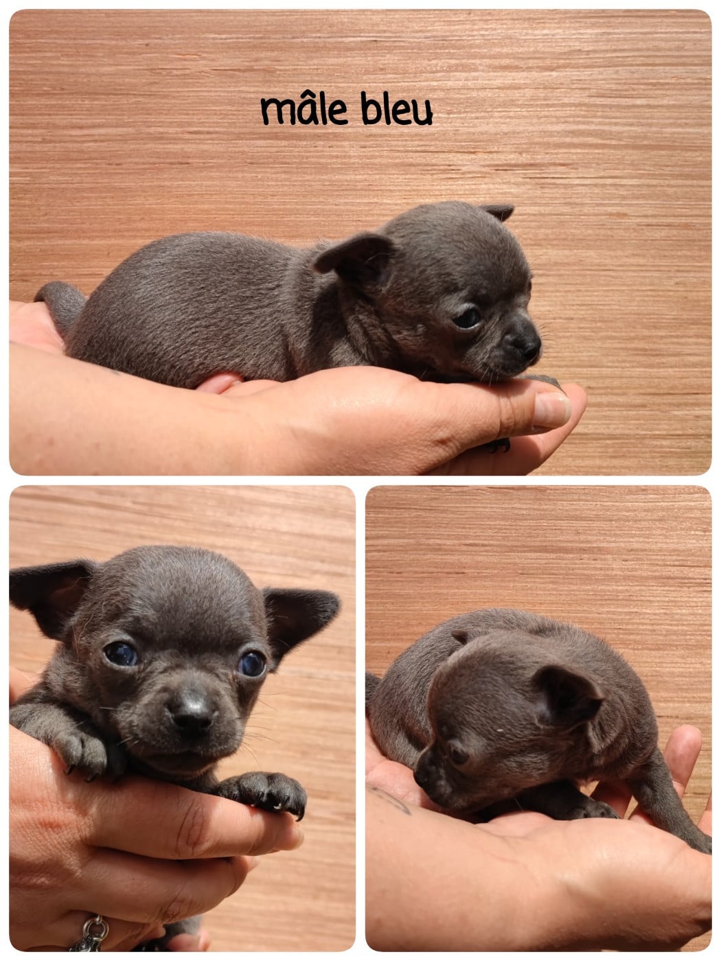chiot 1 - Chihuahua
