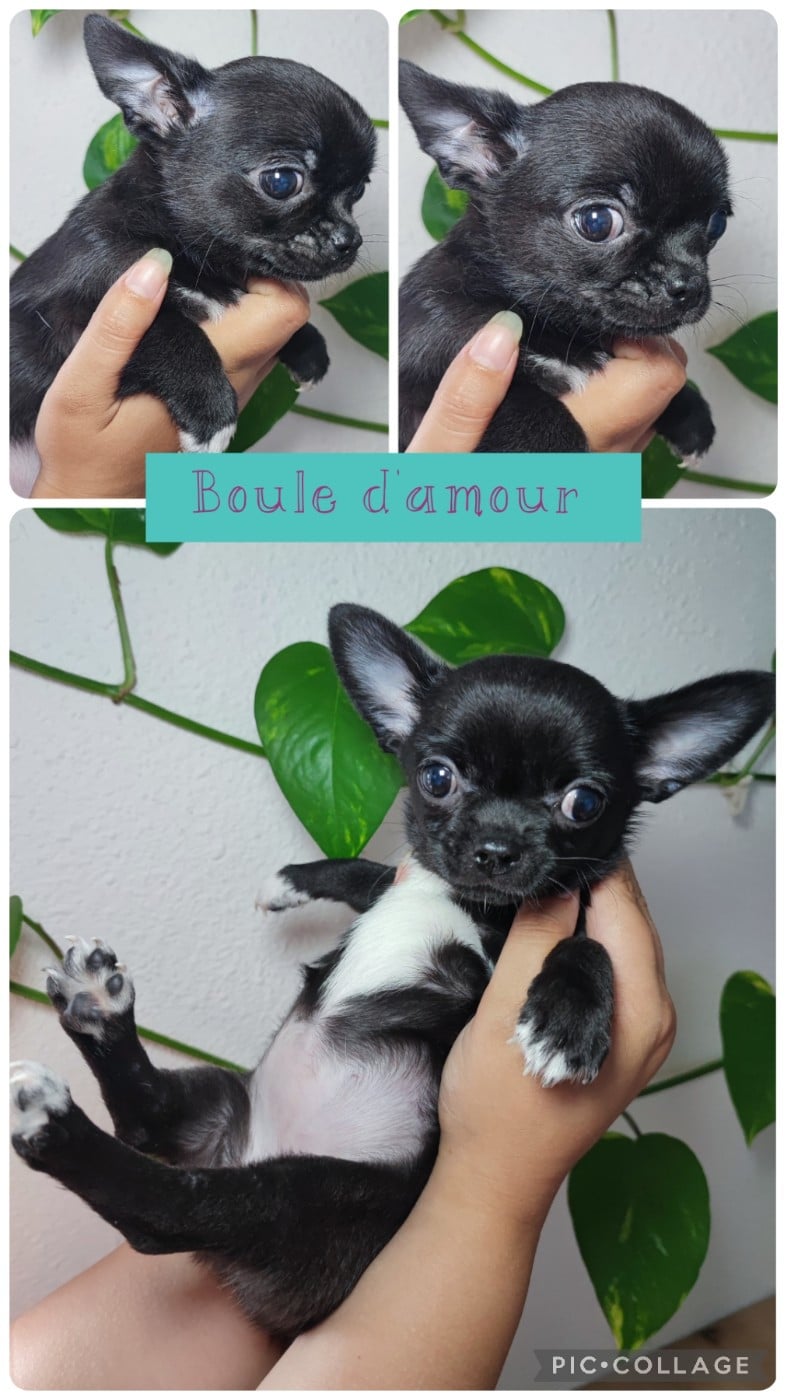 Boule d'amour - Chihuahua