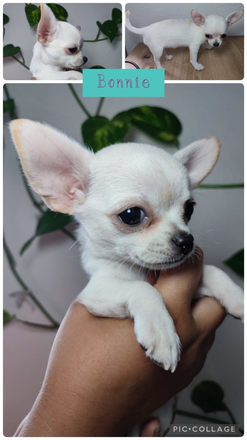 Bonnie - Chihuahua