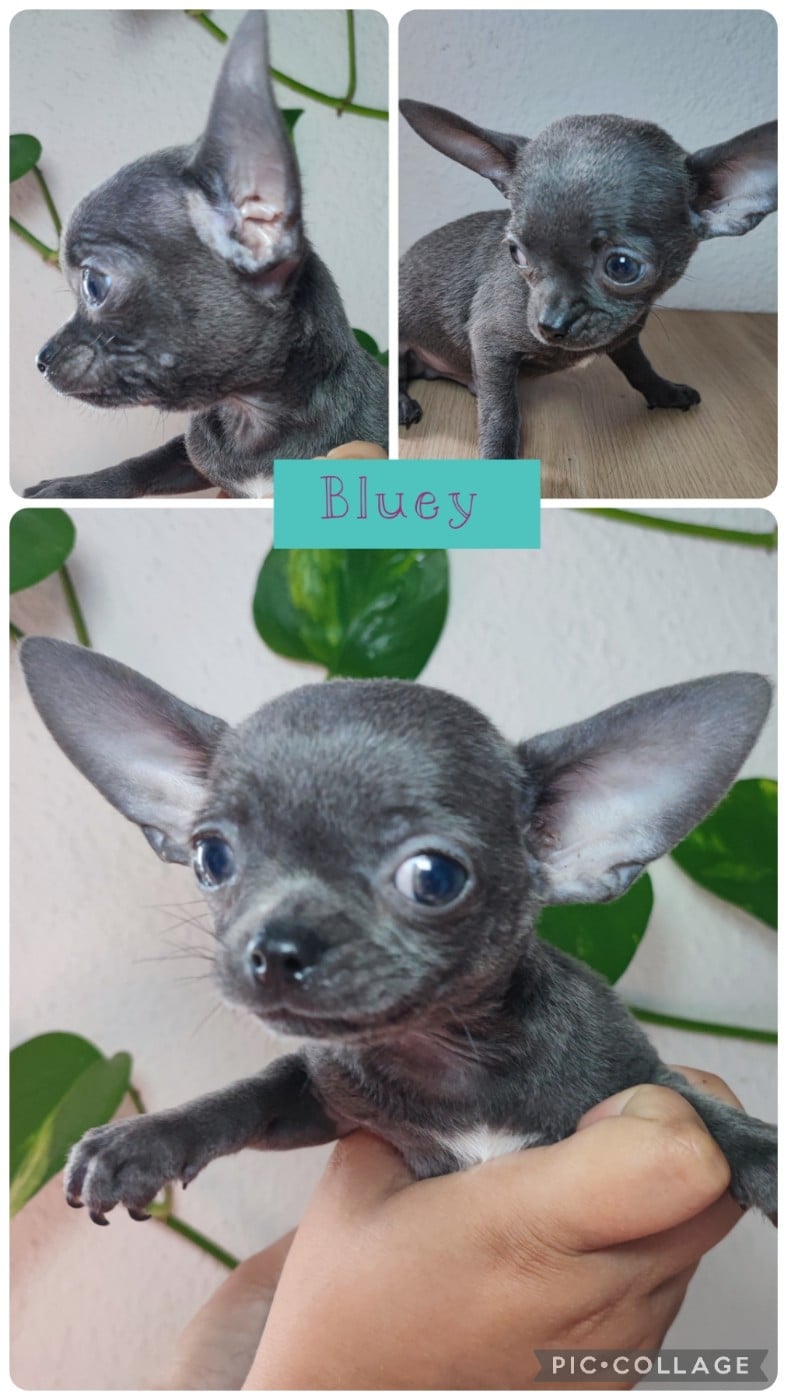 Bluey - Chihuahua