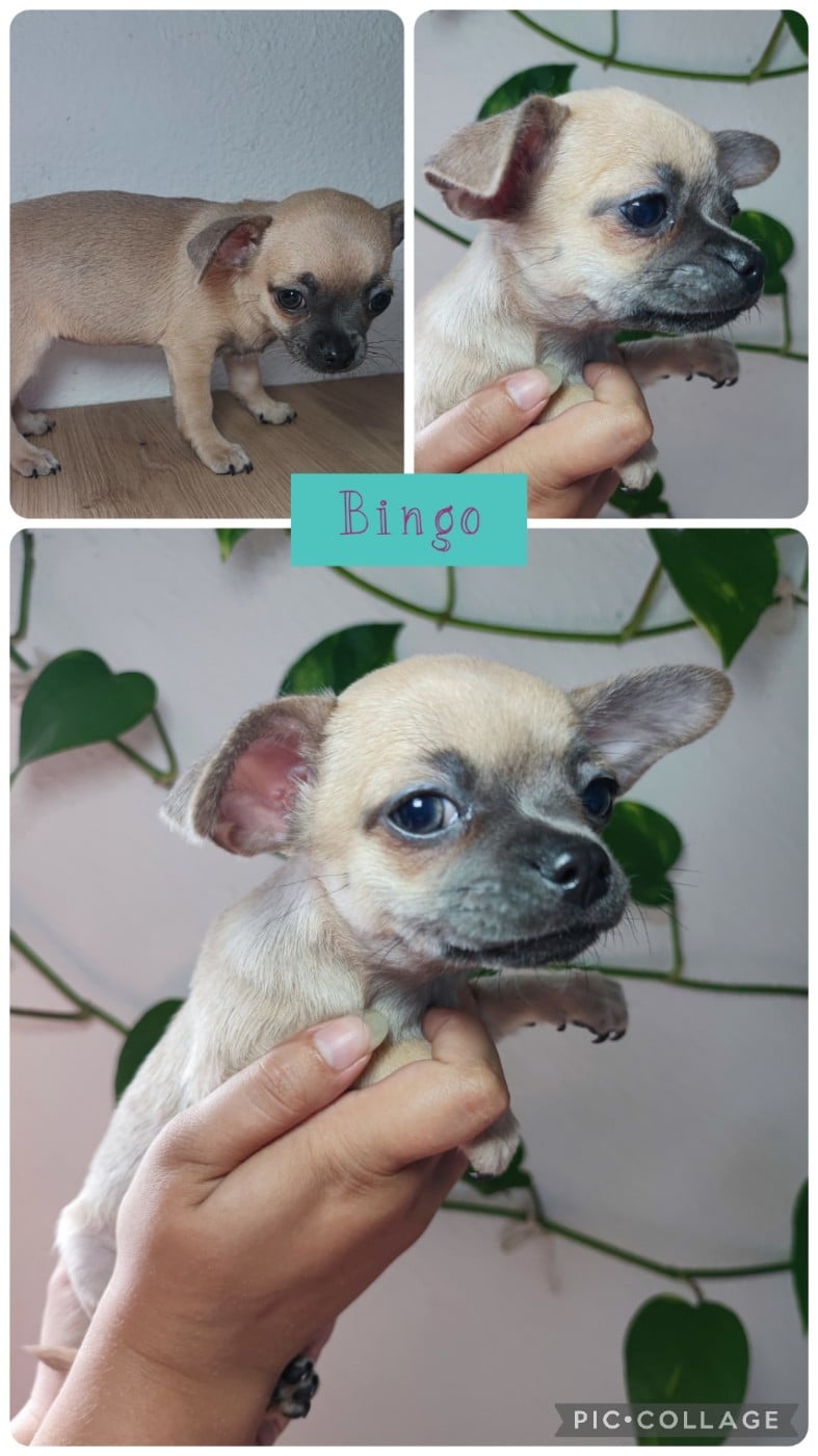 Bingo - Chihuahua