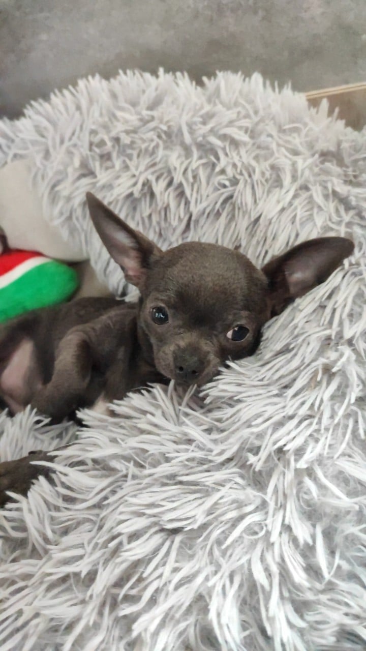 Bluey petit gabarit