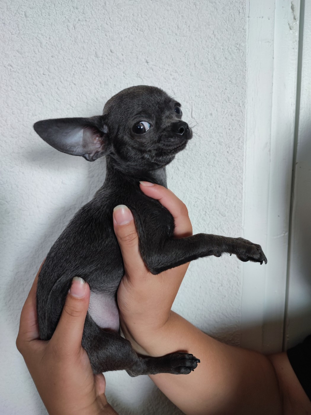 Bluey petit gabarit