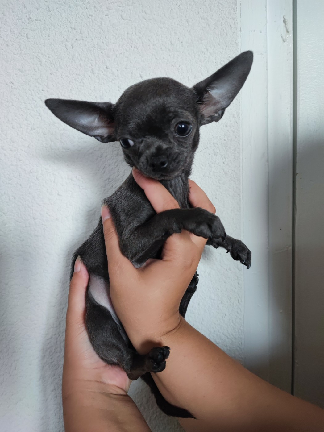 Bluey petit gabarit
