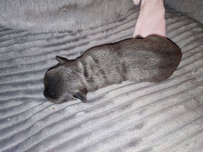 Les chiots de Chihuahua