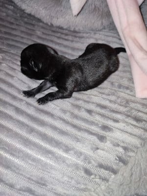 Les chiots de Chihuahua