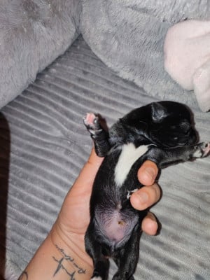 Les chiots de Chihuahua