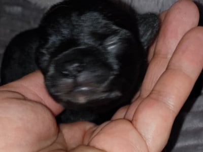 Les chiots de Chihuahua
