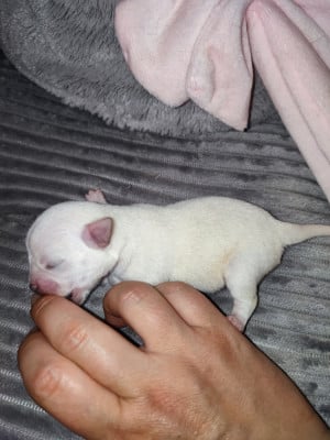 Les chiots de Chihuahua