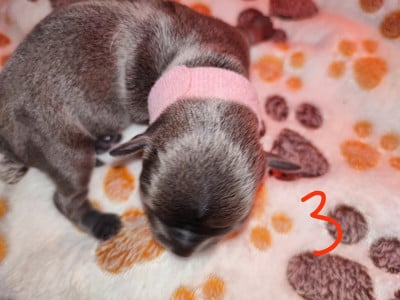 Les chiots de Chihuahua