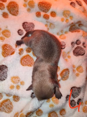 Les chiots de Chihuahua