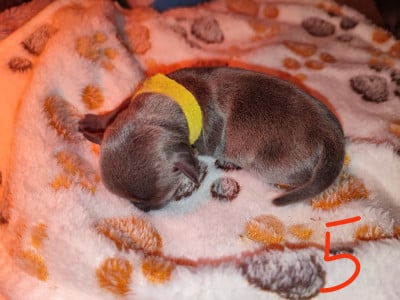 Les chiots de Chihuahua