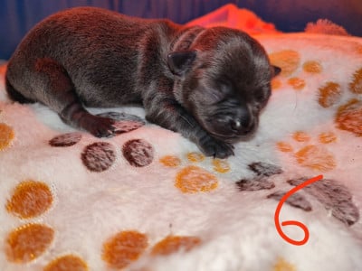 Les chiots de Chihuahua