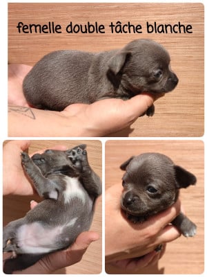 Les chiots de Chihuahua