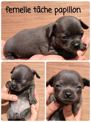 Les chiots de Chihuahua