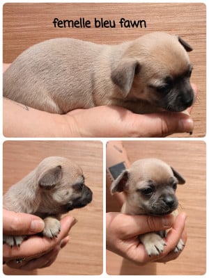 Les chiots de Chihuahua
