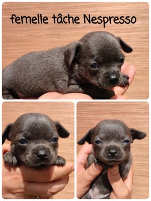 Les chiots de Chihuahua