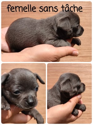 Les chiots de Chihuahua