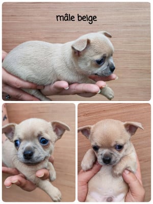 Les chiots de Chihuahua