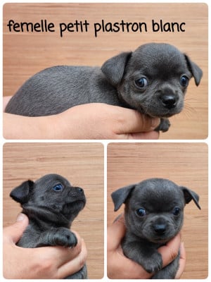 Les chiots de Chihuahua
