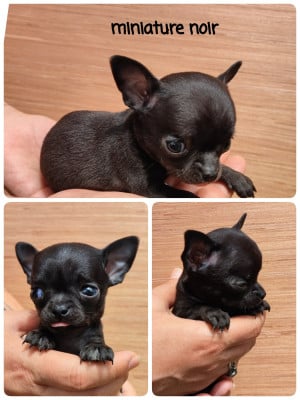 Les chiots de Chihuahua