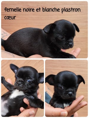 Les chiots de Chihuahua