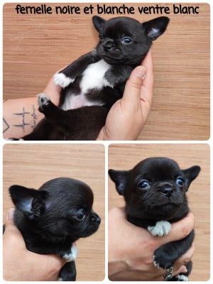 Les chiots de Chihuahua