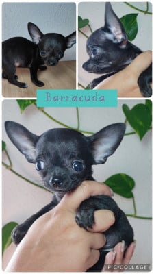 Les chiots de Chihuahua