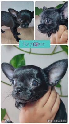 Les chiots de Chihuahua