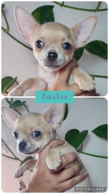 Les chiots de Chihuahua