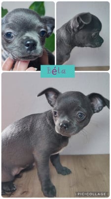 Les chiots de Chihuahua