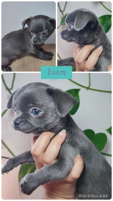 Les chiots de Chihuahua
