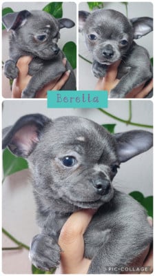 Les chiots de Chihuahua