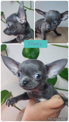 Les chiots de Chihuahua