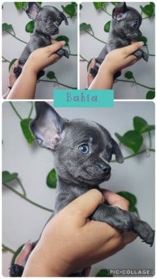 Les chiots de Chihuahua