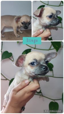 Les chiots de Chihuahua
