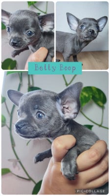 Les chiots de Chihuahua