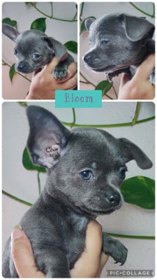 Les chiots de Chihuahua
