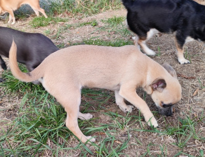 Les chiots de Chihuahua