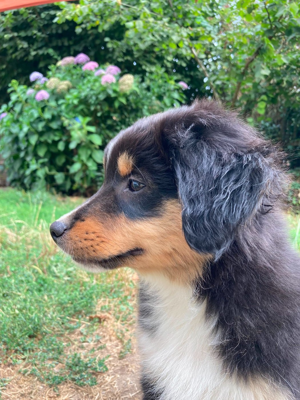 Chiot N°4