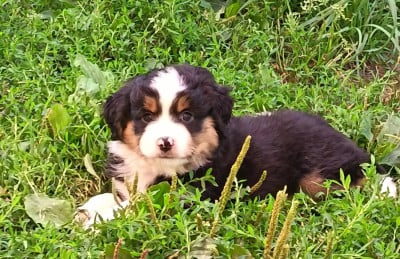 Les chiots de Berger Américain Miniature 
