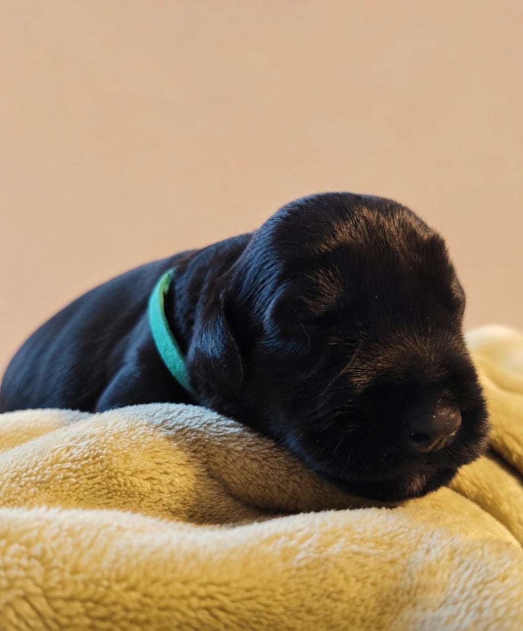 Chiot Schnauzer Geant