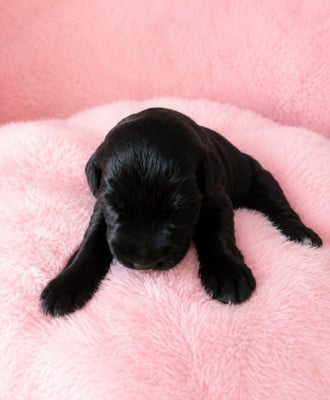 Les chiots de Schnauzer Geant