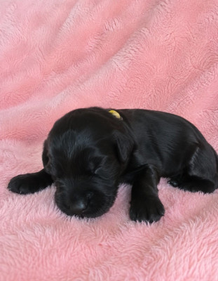 Les chiots de Schnauzer Geant