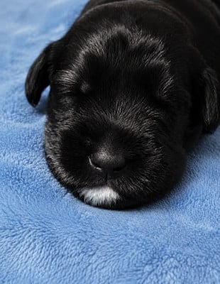 Les chiots de Schnauzer Geant