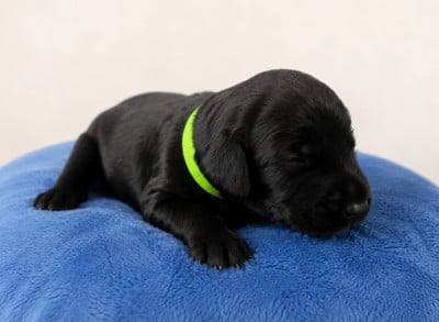 Les chiots de Schnauzer Geant