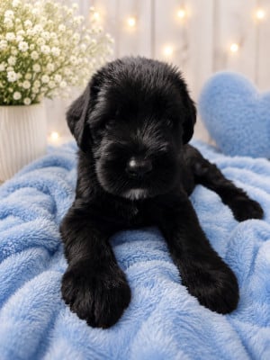 Les chiots de Schnauzer Geant