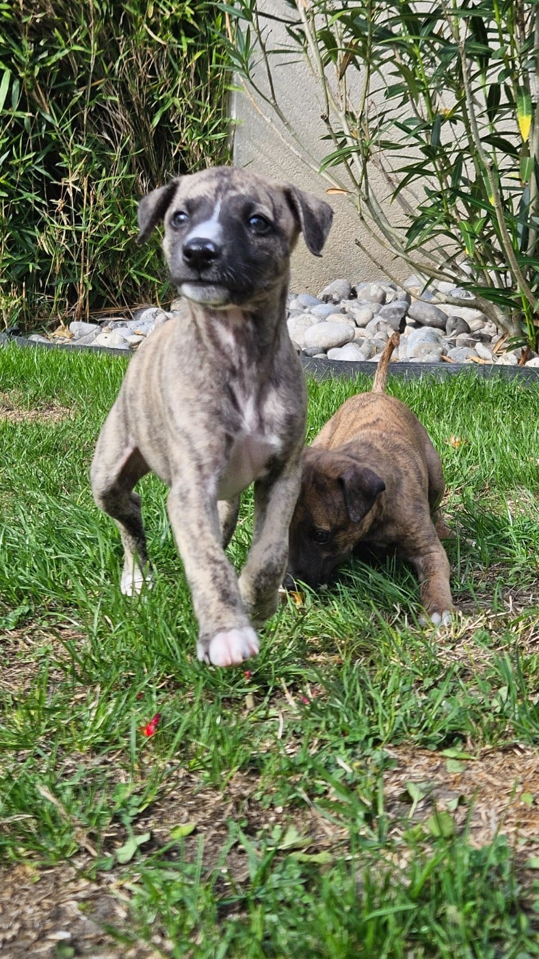 Baïko