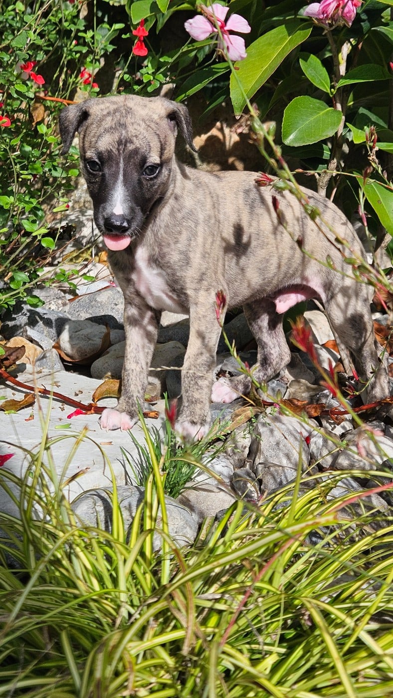 Baïko