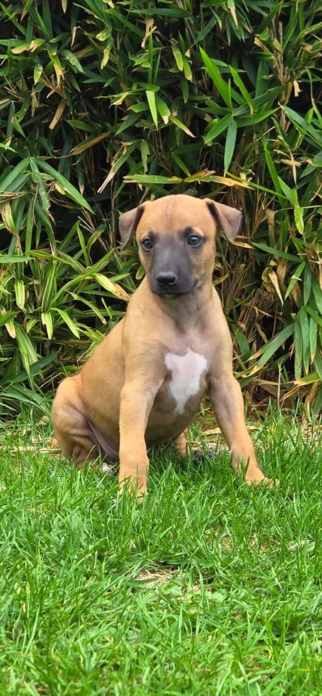 Bosco
